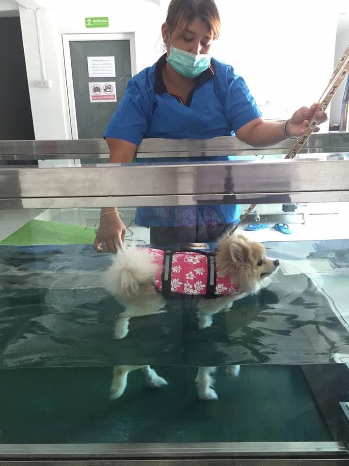 “มาดูการกายภาพหลังผ่าตัดกับเจ้าปุ้มปุ้ยผู้อุ้ยอ้ายกันเถอะ” “มาดูการกายภาพหลังผ่าตัดกับเจ้าปุ้มปุ้ยผู้อุ้ยอ้ายกันเถอะ”